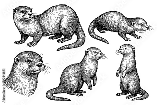 Otters in hand drawn sketch style, Transparent Background