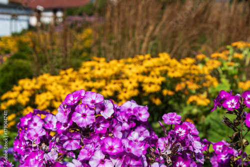 Pink phlox Against a background of orange autumn flowers and grasses