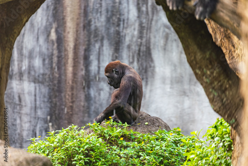 Cuadro en lienzo Filming primates from a distance in zoos