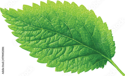 Closeup of a vibrant green elm leaf, showcasing its intricate veins and serrated edges