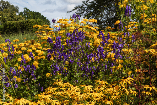 Yellow rudbeckias against the background of bluebells, yellow summer flowers and a hedge