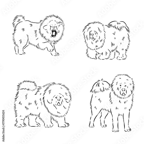Tibetan Mastiff dog hand drawn sketch