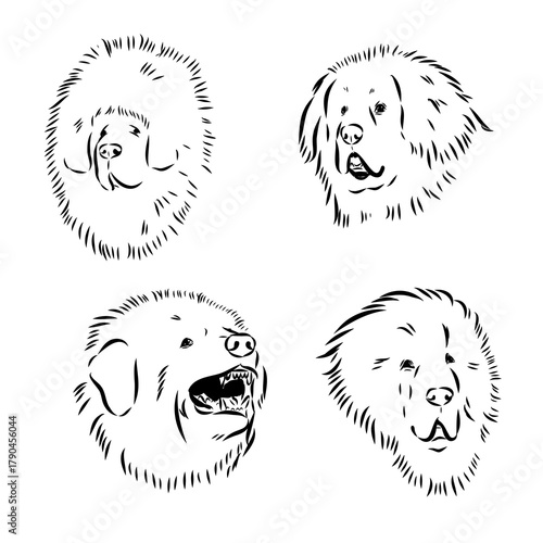 Tibetan Mastiff dog hand drawn sketch