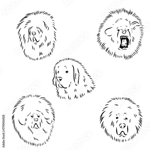 Tibetan Mastiff dog hand drawn sketch
