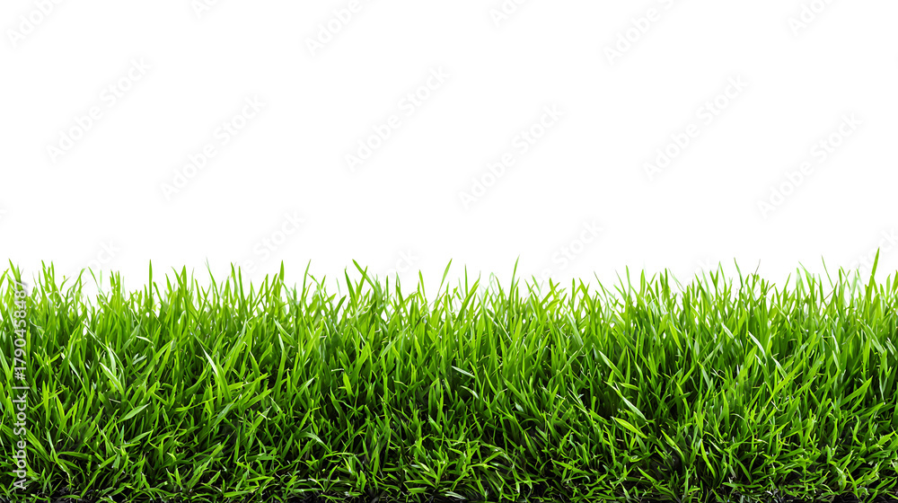 Obraz premium Vibrant green grass blades growing from dark soil against a clean white background nature