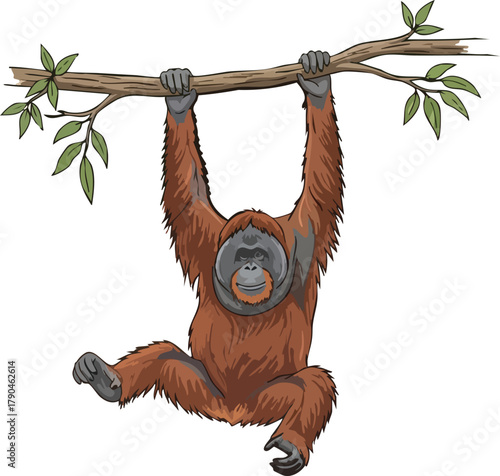 Baby orangutan in the rainforest