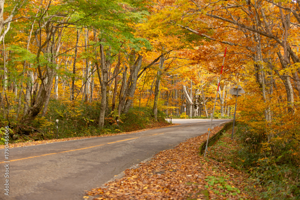 Obraz premium 紅葉したブナの森