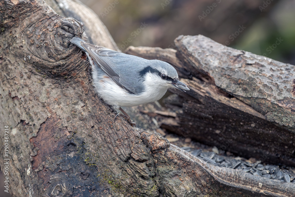 Fototapeta premium Nuthatch perched on a tree branch