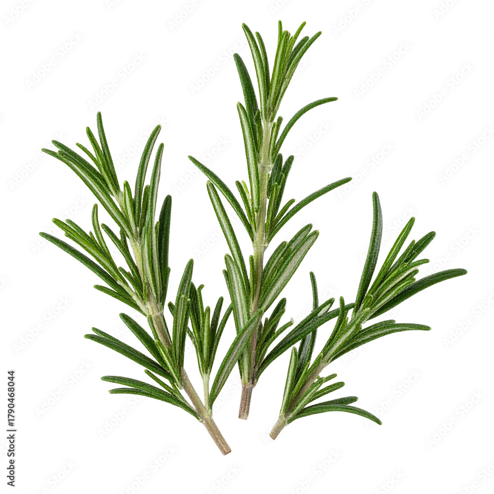Fototapeta premium Fresh green rosemary herb sprigs isolated on white background for culinary use.