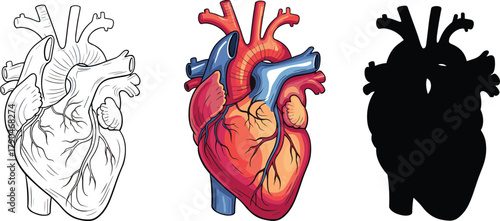 Detailed Human Heart Anatomy Illustration Set - Outline, Color, and Silhouette