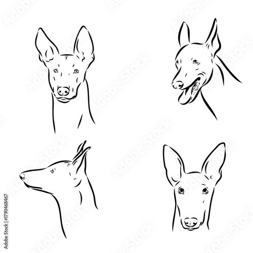 Pharaoh Hound vector sketch