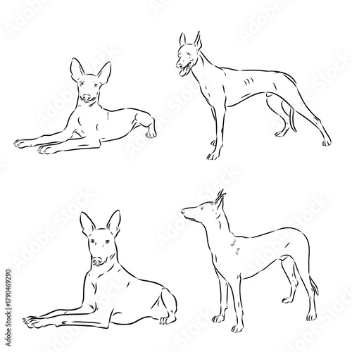 Pharaoh Hound vector sketch