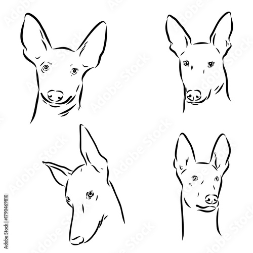 Pharaoh Hound vector sketch