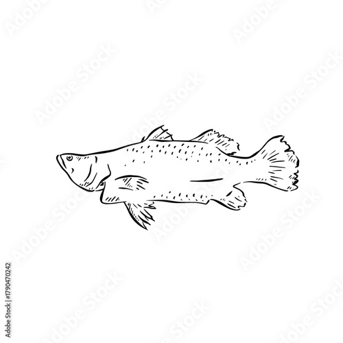 Barracuda illustration in black. Drawn by hand.