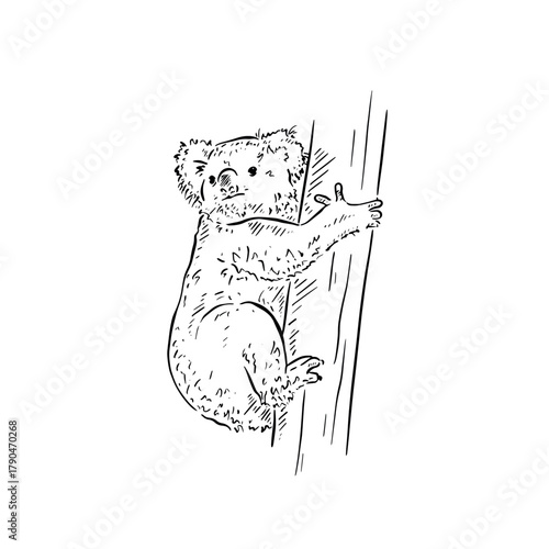 A koala gripping onto a tree. Hand drawn in black. 
