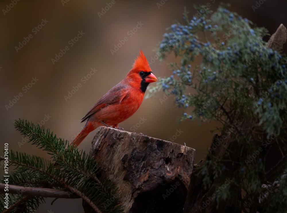 Fototapeta premium Red cardinal on cedar branch