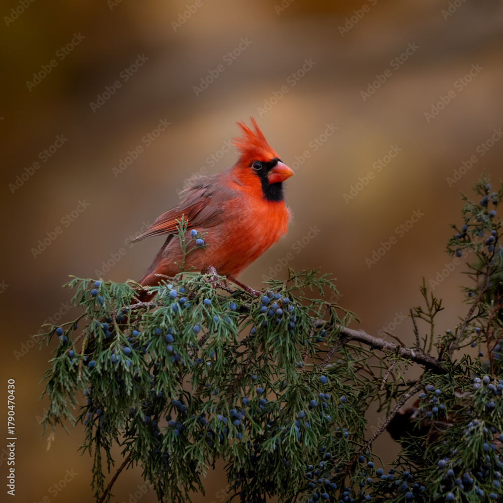 Fototapeta premium Red cardinal on cedar branch
