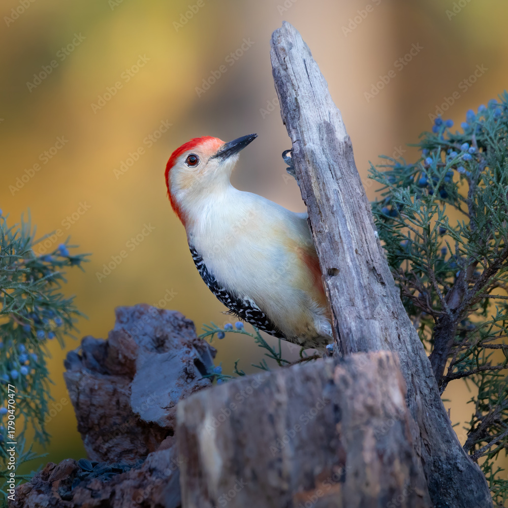 Fototapeta premium woodpecker on cedar branch