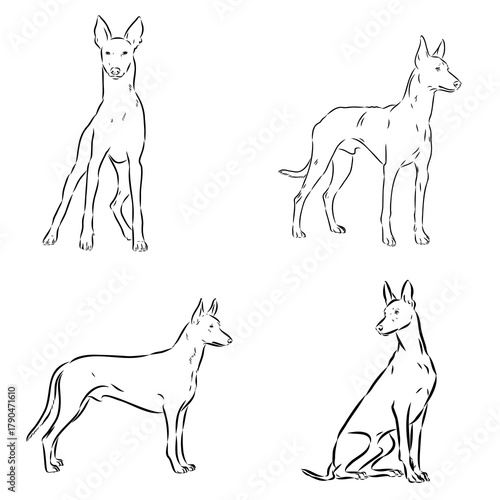 Pharaoh Hound vector sketch