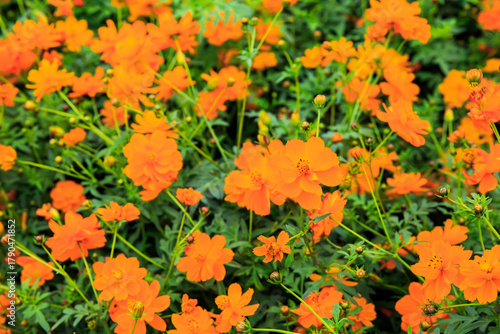 満開のキバナコスモス