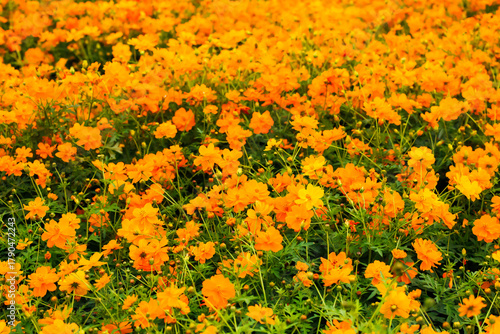 満開のキバナコスモス