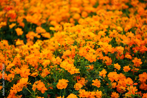 満開のキバナコスモス