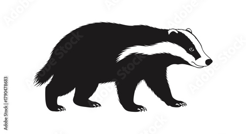 Illustration of a black and white badger walking on a white background