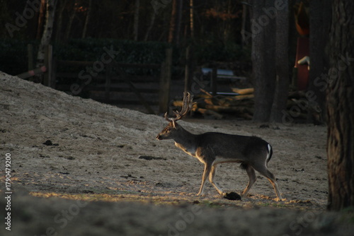 Deer in the valley