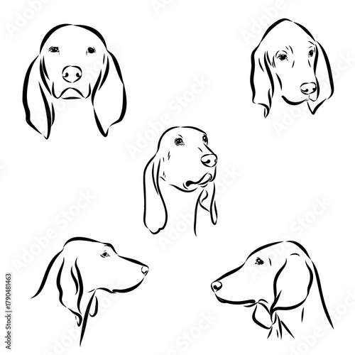 Porcelaine dog isolated on white background