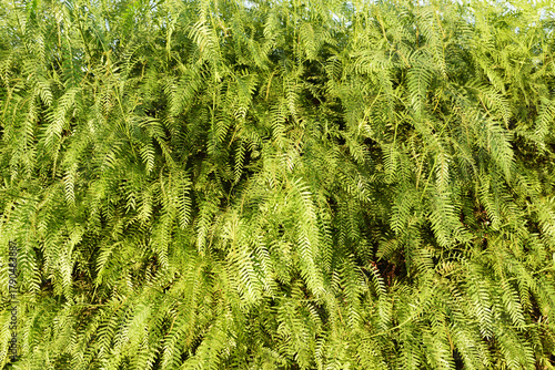  image, showing dense feathery green foliage typical of the false pepper tree (Schinus molle), is highly useful as a natural background or wallpaper. Its uniform color and pattern create a relax.