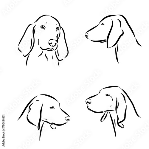 Porcelaine dog isolated on white background