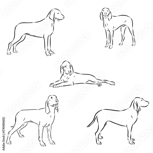 Porcelaine dog isolated on white background