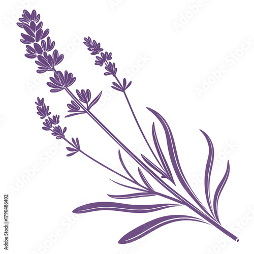 Purple Lavender Botanical Art with Lance Leaves