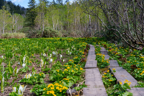 北海道百名山旭岳の山麓 勇駒別湿原のエゾノリュウキンカと水芭蕉