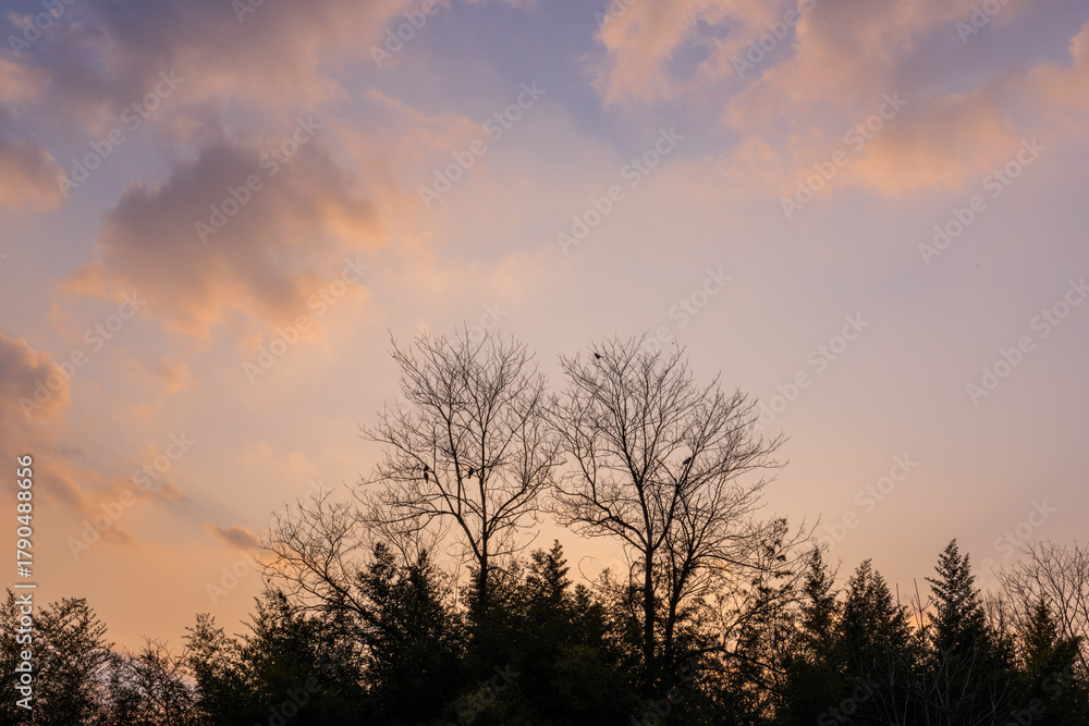 Obraz premium 쌍둥이 나무 실루엣