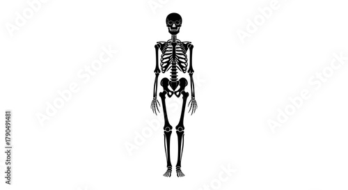 Human Skeleton Anatomy Medical Science Illustration.