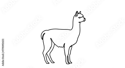 Line Art Illustration of a Standing Alpaca.