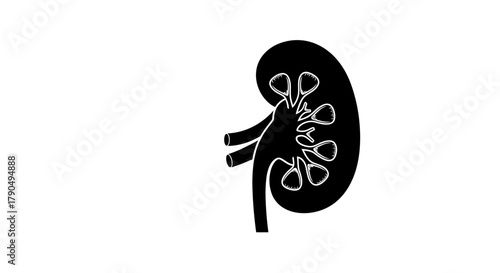 Human Kidney Organ Silhouette on White Background.