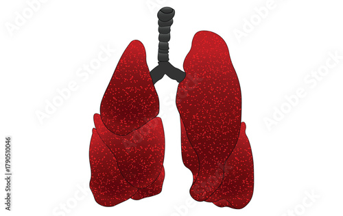Human Lungs Vector Illustration – Anatomy Diagram of Lungs in Red, Medical Biology Concept EPS and PNG