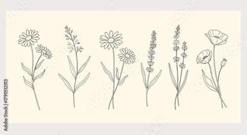 Botanical line art illustration of various flowers on a cream background.