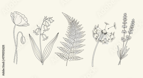 Botanical line art illustration of poppy, lily of the valley, fern, dandelion, and lavender.