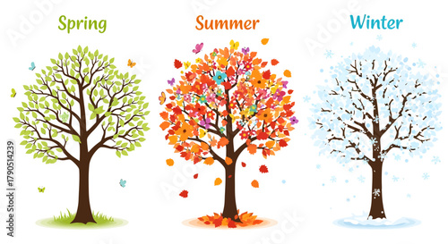 Illustration of a tree in spring, summer and winter seasons.