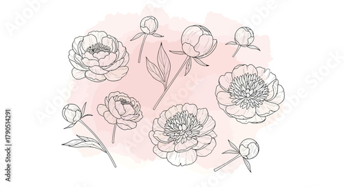 Floral illustration with peonies and buds on a pink watercolor background.