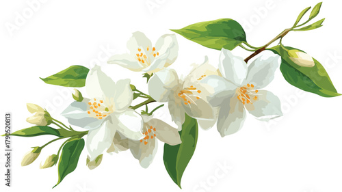 Exquisite Jasmine Plant with Fragrant White Flowers for Stunning Botanical Display
