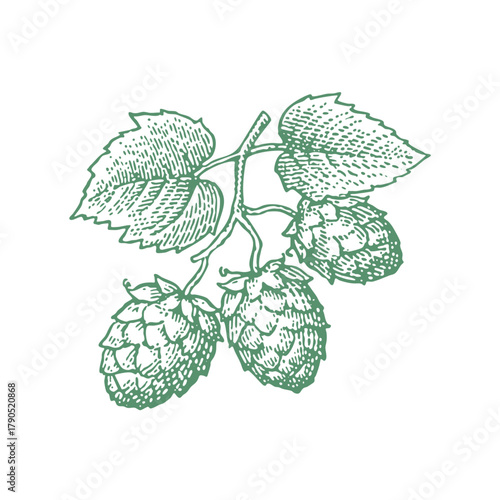 Hops with leaves. Vintage woodcut linocut engraving style vector illustration.