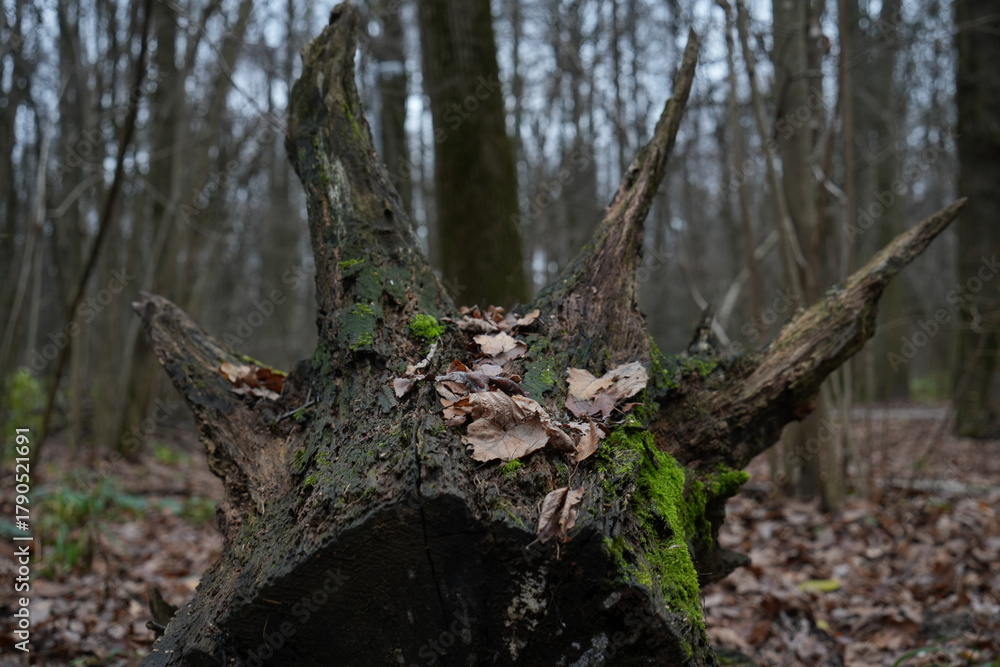Fototapeta premium Driftwood