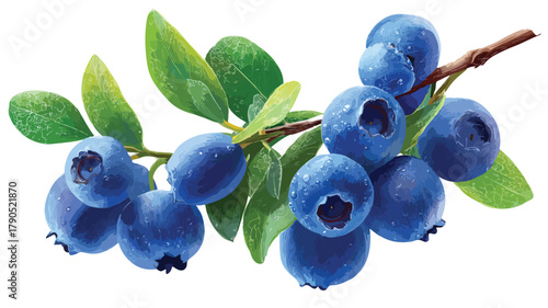 Vibrant Fresh Blueberry Branch with Luscious Blue Berries | Stock Photo