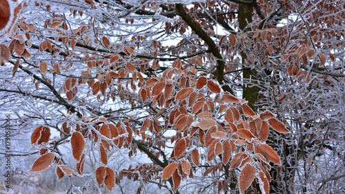 Cold day in the forest. Low winter temperatures. Cold weather causing rime ice to form on dry leaves. 