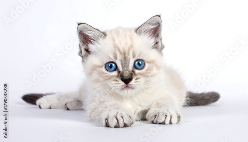 Cute kitten with piercing blue eyes lies down against a white background, looking at the viewer directly