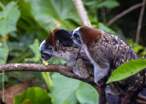 Geoffroy's tamarins monkeys on a tree.